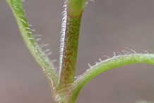 Stem-of-Chickweed