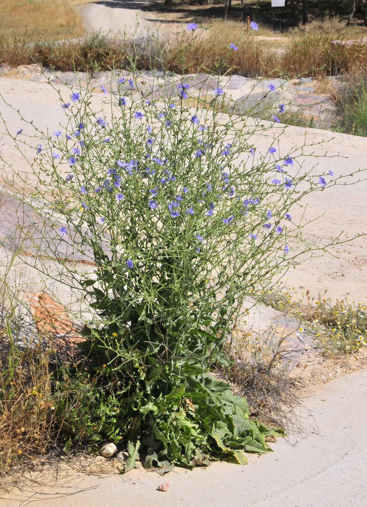 Chicory-plant