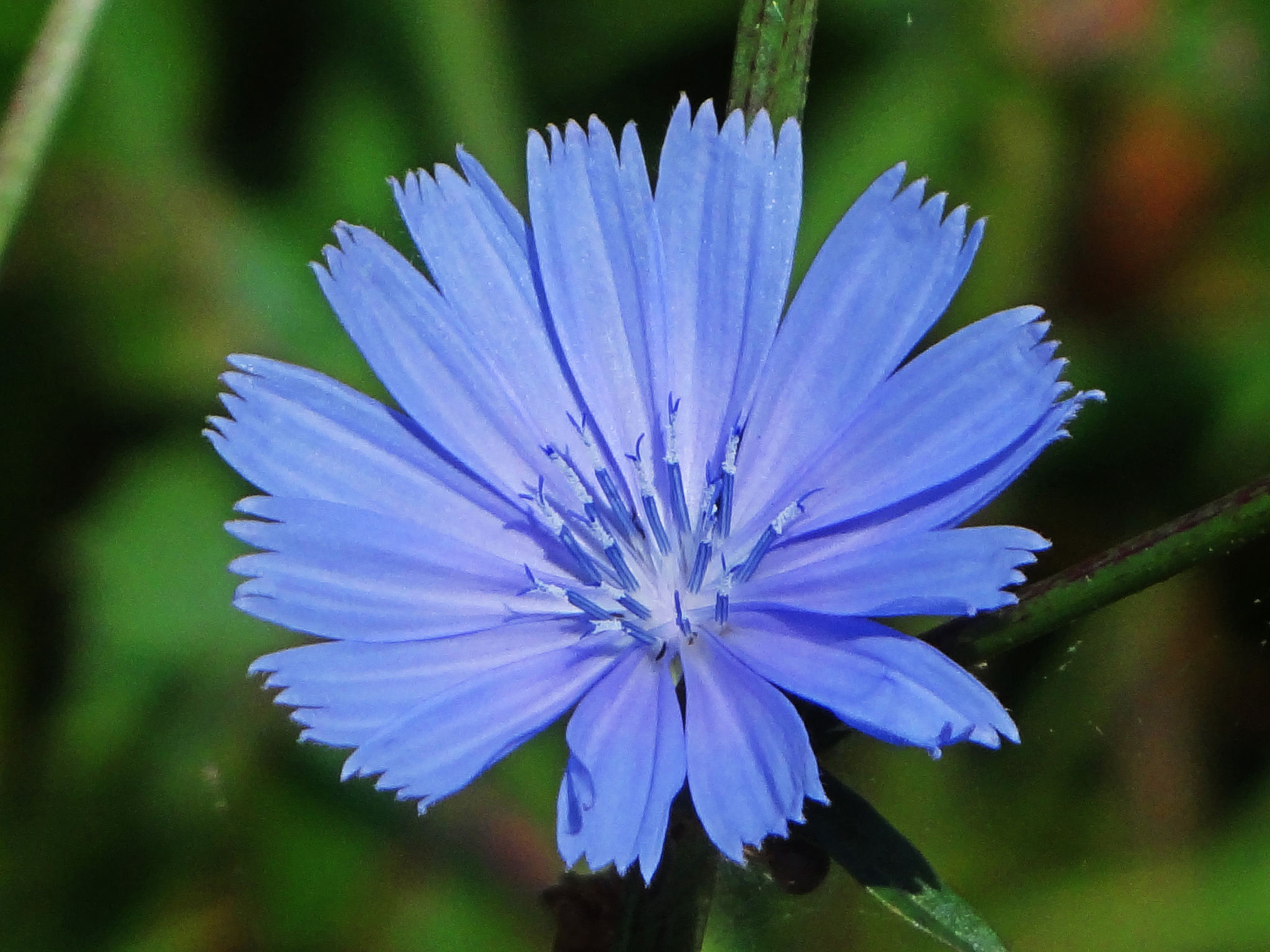 Close-up-flower-of-Chicory