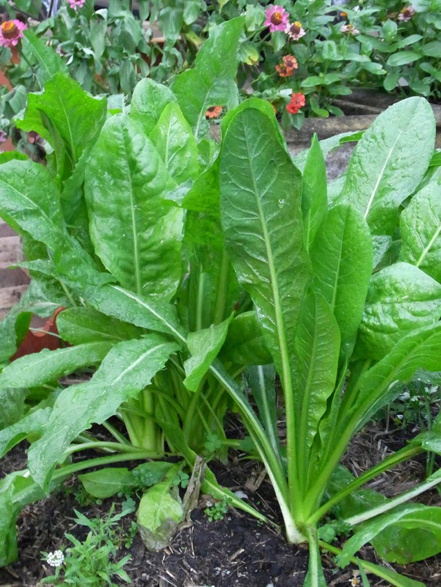 Leaves-of-Chicory