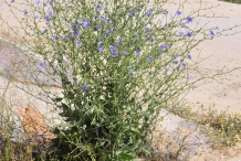 Chicory-plant