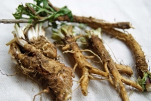 Chicory-root