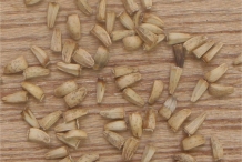 Chicory-seeds