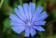 Close-up-flower-of-Chicory