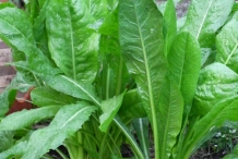 Leaves-of-Chicory