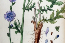 Plant-illustration-of-Chicory