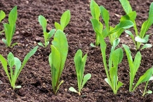 Seedlings-of-Chicory