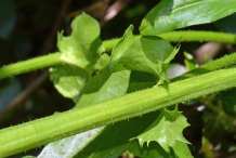 Stem-of-Chicory-plant