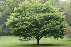 Chile-hazel-tree