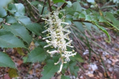 Flowers-of-Chile-hazel