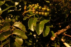 Leaves-of-Chile-hazel