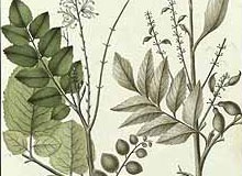 Plant-Illustration-of-Chile-hazel