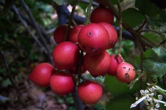 Ripe-Chile-hazel-fruit