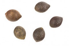 Seeds-of-Chile-hazel