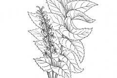 Sketch-of-Chile-hazel