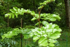 Small-Chile-hazel-plant
