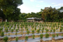 Chili-farm