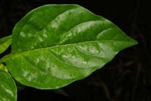Chili-leaf