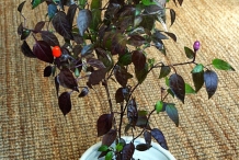 Chili-plant