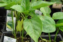 Chili-seedlings