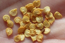 Chili-seeds