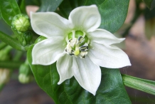Close-view-of-Chili-flower