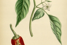 Illustration-of-Chili-plant
