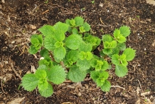 Small-China-grass-plant