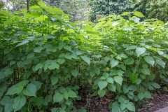 China-grass-plant-growing-wild