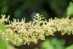 Flowers-of-China-grass