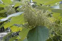 Fruits-of-China-grass