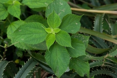 Leaves-of-China-grass