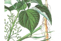 Plant-illustration-of-China-grass