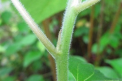 Stem-of-China-grass