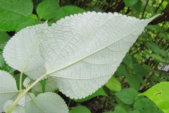 Ventral-view-of-leaves-of-China-grass