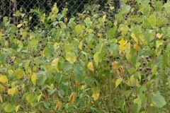 Velvet Leaf -Plant-growing-wild