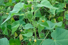 Velvet Leaf -Plant