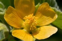 Closer-view-of-flower-of-Velvet Leaf -plant