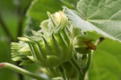 Closer-view-of-immature-fruit-of-Velvet Leaf -plant