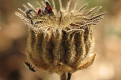 Closer-view-of-mature-fruits-of-Velvet Leaf -plant