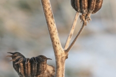 Dried-stem-of-Velvet Leaf -plant