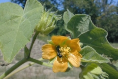 Flower-of-Velvet Leaf -plant