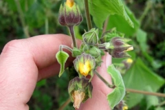 Flowering-buds-of-Velvet Leaf -plant