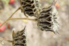 Fruits-of-Velvet Leaf Plant