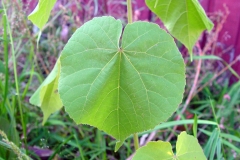 Leaf-of-Velvet Leaf -plant