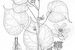 Plant-Illustration-of-Velvet Leaf -plant