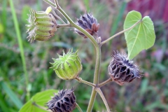 Ripe-and-unripe-fruits-of-Velvet Leaf -plant