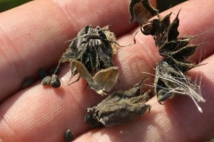 Ripe-seed-pod-broken-apart-to-show-the-seeds