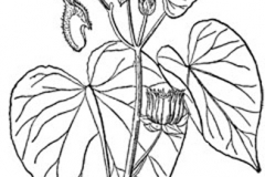Sketch-of-Velvet Leaf -plant
