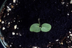 Small-saplings-of-Velvet Leaf -plant